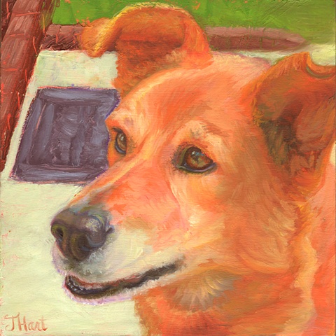 portait of red dog