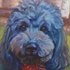Cowboy Poodle