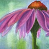 Coneflower #1