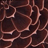 Pine Cones