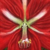 Amaryllis