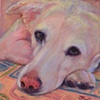 Ol' Yellow Lab