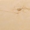 Untitled (For The Moment)