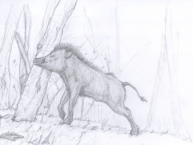 Boar