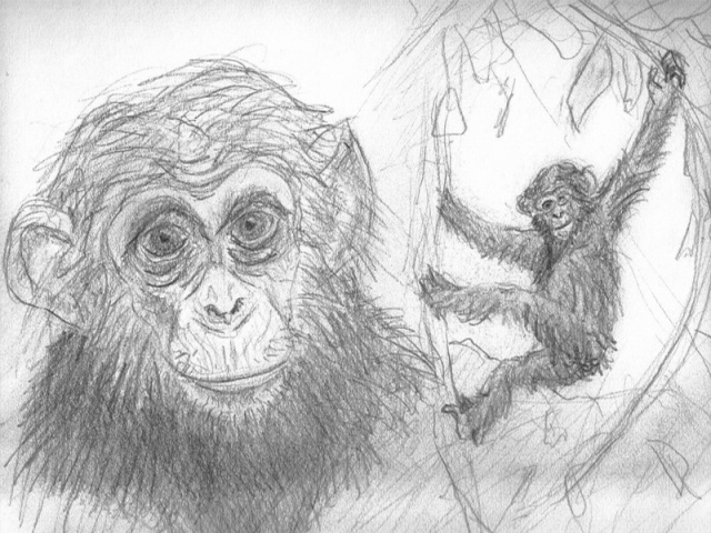 Chimpanzee Study