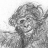 Chimpanzee Study