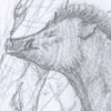Boar