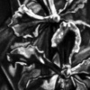 Orchids