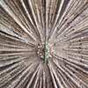 VErba
detail