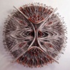 ROSE WINDOW- FENESTRA PULCRA