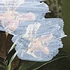 Untitled (orchid)