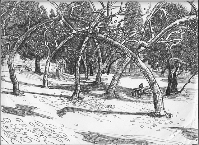 Griffith Park Grove