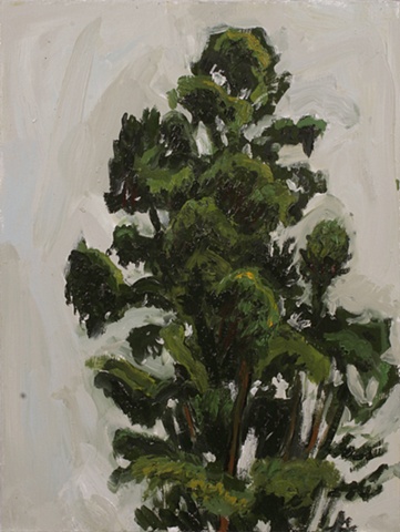 Elysian Park Tree