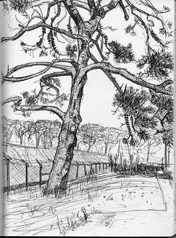 Tree, Golden Gate Park