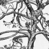 Tree, Golden Gate Park