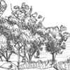 Elysian Park Trees (sketch)
