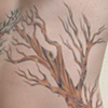 cherry trees3