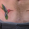 humming birds