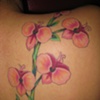 vines3