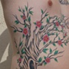 cherry trees1