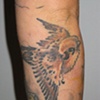 sparrow