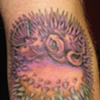 puffer fish
