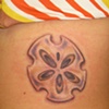 sand dollar