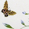 Mariposa Azulejo