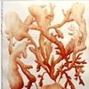 Donelle Estey
