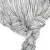 braid study