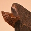 Fragment #3