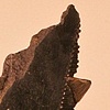 Fragment #7