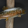 Brook Trout