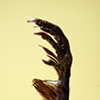 Pheasant Hair Sticks
