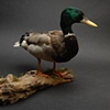 Mallard