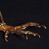 Bird Claw Brooch
