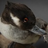 Bufflehead duck, preening