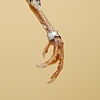 Large Talon with ID Cuff