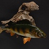 Perch