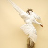 White Pheasant, open mount