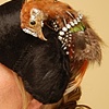  Montera with Chicken Head