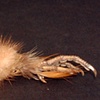 Pheasant Claw Brooch
