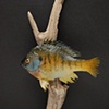  Blue Gill