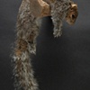 Squirrel, dead pose