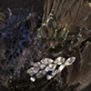 Starling 