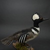 Hooded Merganser