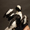 Male Bufflehead Duck