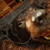 Bear Skin Rug