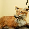 Dandy Fox