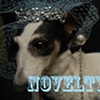 Novelty Taxidermy